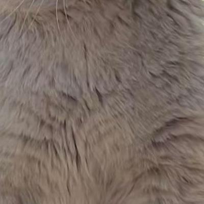 꼬질꼬질 길냥이