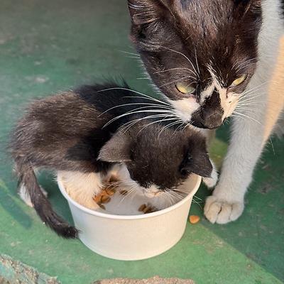 공장 고양이 새끼 낳았는데 이거 봐...jpg