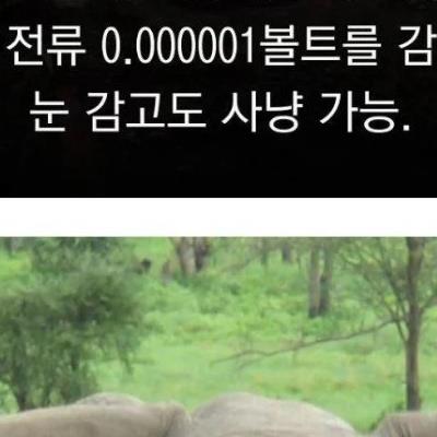 학계도 설명이 어려운 초능력을 가진 동물 9종.jpg