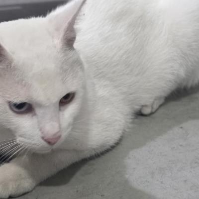 고양이 사장님