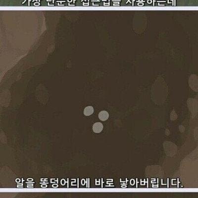 지구가 똥으로 뒤덮히지 않는 이유