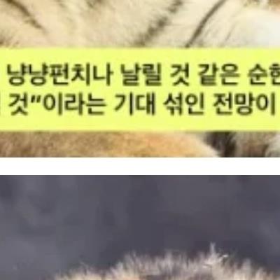 크면 용맹해질 줄 알았건만jpg