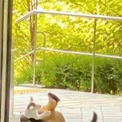 캣맘들 발작 장면