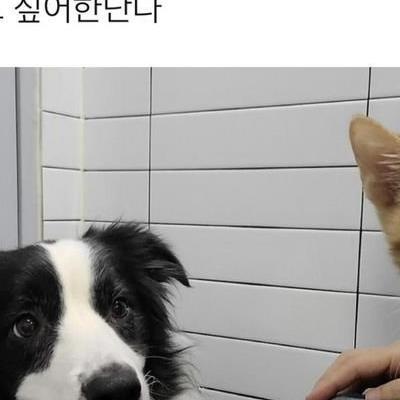 강아지랑 고양이들이 이해를 못하는 것.jpg