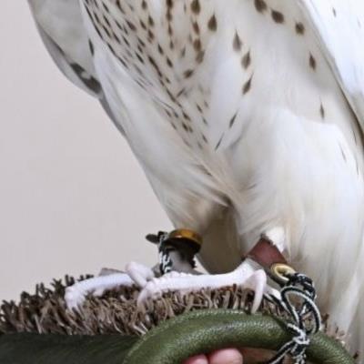 아부다비 소녀가 5억6천만원에 낙찰받은 매