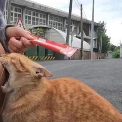 츄르보다 사람을 좋아하는 고양이