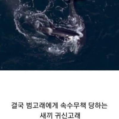 범고래 떼를 유일하게 이길 수 있는 생명체.jpg