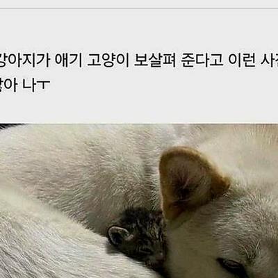 냥줍한 고양이 임시보호자가 보내온 사진.jpg