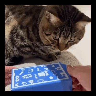 고양이 마술 첫경험.gif