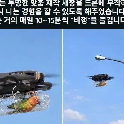 다친 앵무새 산책 시키기.
