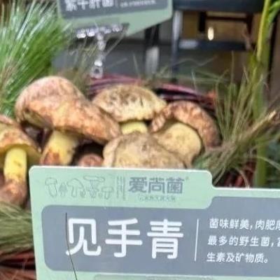먹으면 요정을 볼 수 있다는 중국의 독버섯