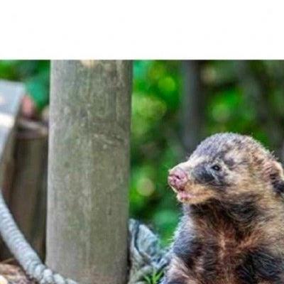 사람 삥뜯는게 생계라는 청계산 오소리