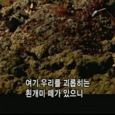 아프리카 부족이 집안의 흰개미를 퇴치하는 방법