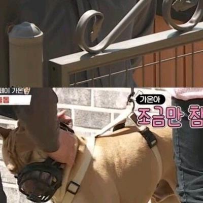 개물림 사고가 일어나는 원인의 대부분jpg