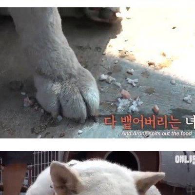 친구가 죽자 밥을 먹지않는 개