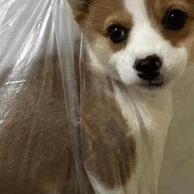 화장실 가느라 급하게 걸어놓은 강아지