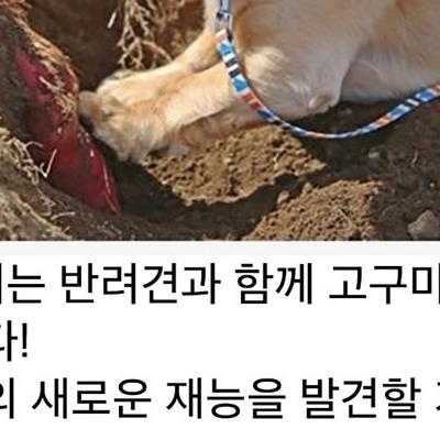 반려견과 고구마캐기 체험 후기.jpg