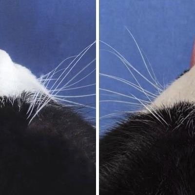 후지산 대폭발.jpg