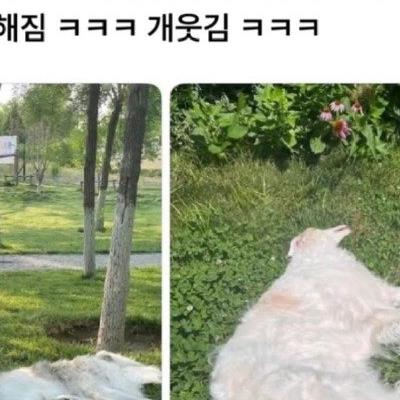 강아지 액체설