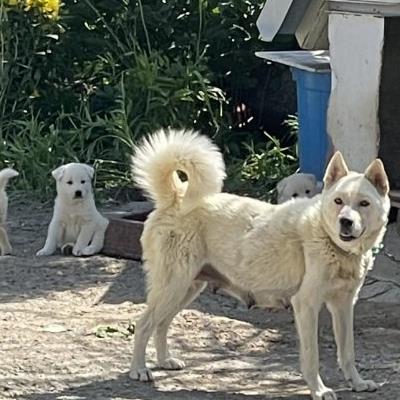 시골 똥강아지의 하루