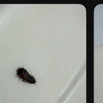 지금 난리난 곤충유튜버 다흑 커뮤니티 근황